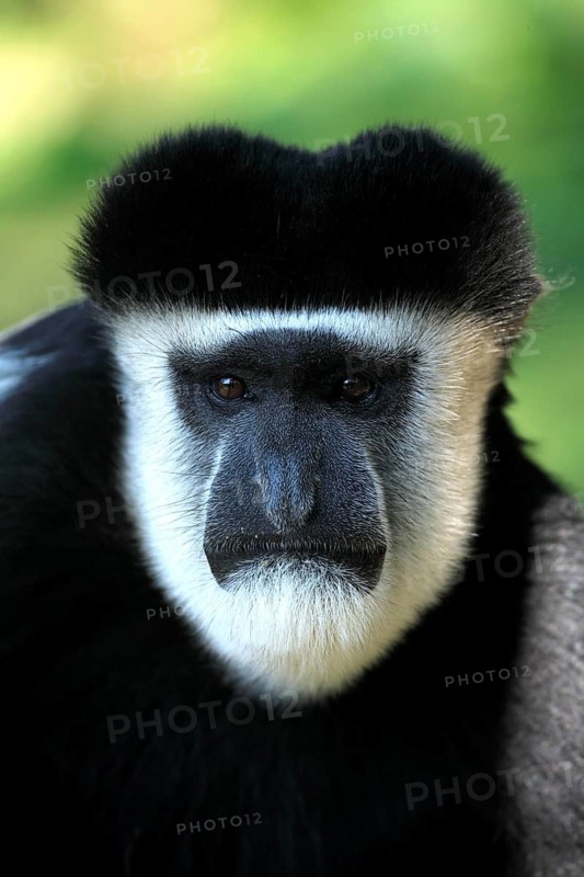 Mantled Guereza (Colobus guereza), Guereza, Adult, portrait, male