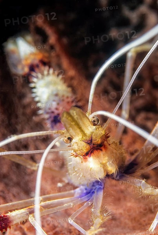 Extreme close up of red and white cleaner shrimp (Stenopus hispidus) looking directly at viewer, Caribbean