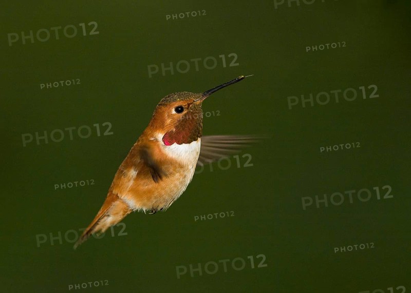Male Rufous Hummingbird hovering
