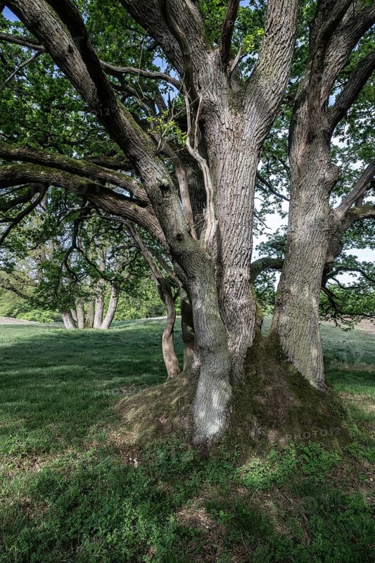 English oak (Quercus robur), hut oak, Emsland, Lower Saxony, Germany
