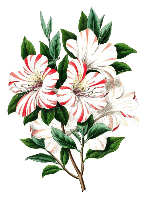 Azalea indica, indoor azalea, Indian azalea, plant and flower, digitally reworked reproduction of an original from the 19th century