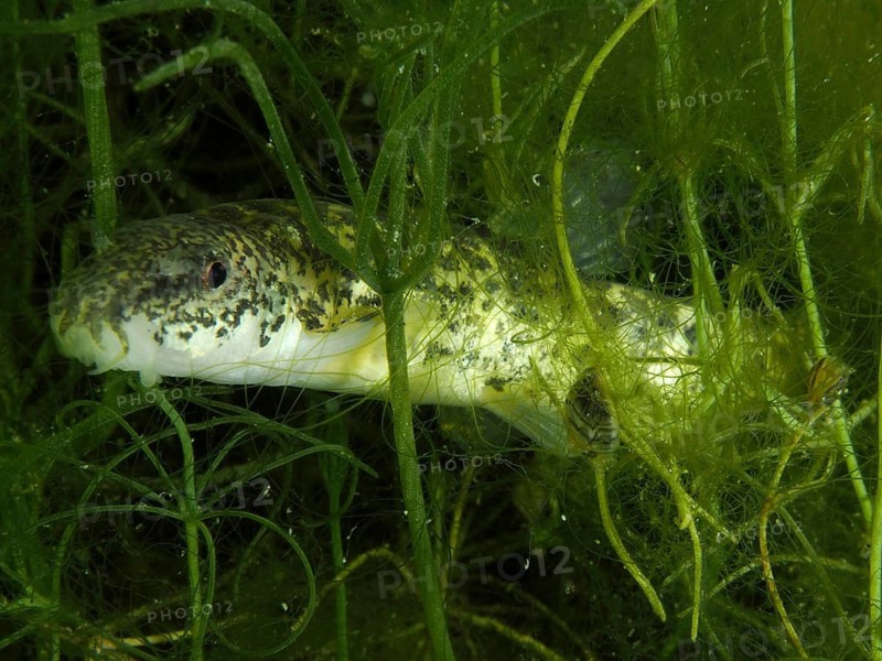 Close-up view of a common loach (Barbatula barbatula) in green plants. Dive site Wildsau, Berlingen, Lake Constance, Switzerland, Germany