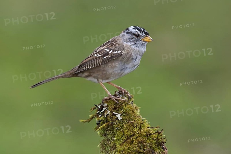White-crowned Sparrow (Zonotrichia leucophrys), British Columbia, Canada