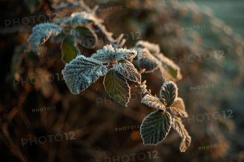 A detailed close-up shot of leaves covered in frost, illuminated by the soft glow of early morning sunlight. The image captures the delicate, icy textures