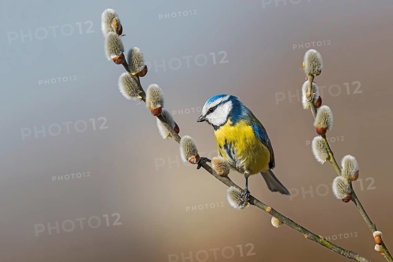 Eurasian Blue Tit (Cyanistes caeruleus) perched in flowering willow tree, Aosta Valley, Italy