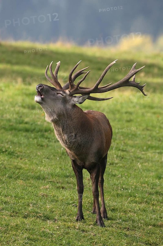 Red deer (Cervus elaphus) roaring in a mountain meadow during the rut, Allgäu, Bavaria, Germany