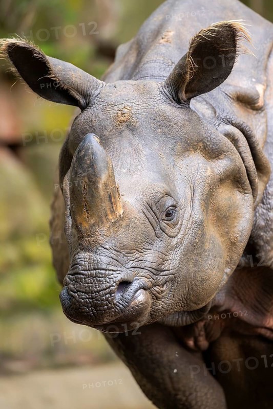 Square-lipped rhinoceros (Ceratotherium simum), portrait, captive, Bavaria, Germany