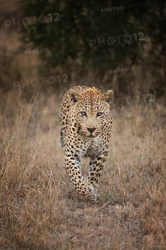 Leopard (Panthera pardus) male walking along a trail, Sabi Sands, South Africa