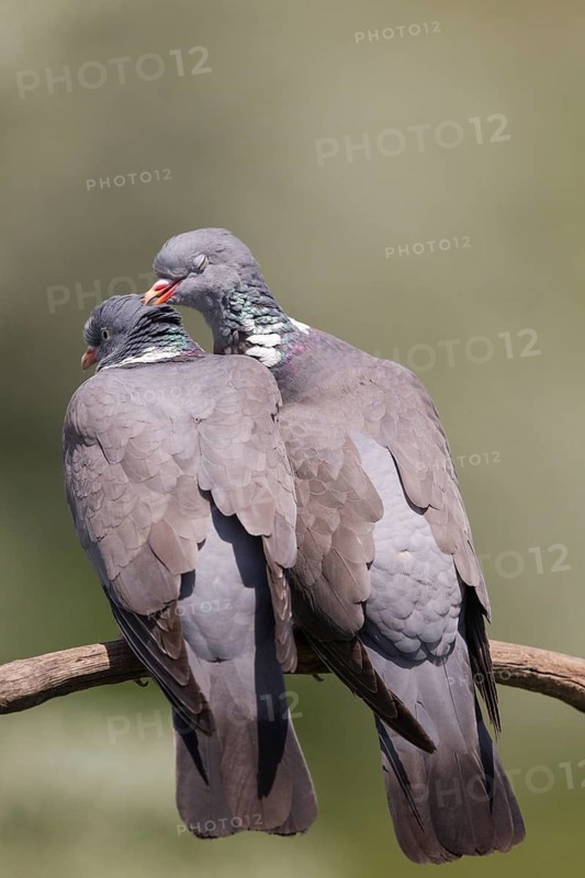 Common Wood Pigeon (Columba palumbus) pair perched on a branch, Serbia
