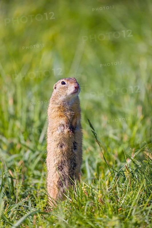 A European ground squirrel (Spermophilus citellus) or European souslik stands erected in tall green grass