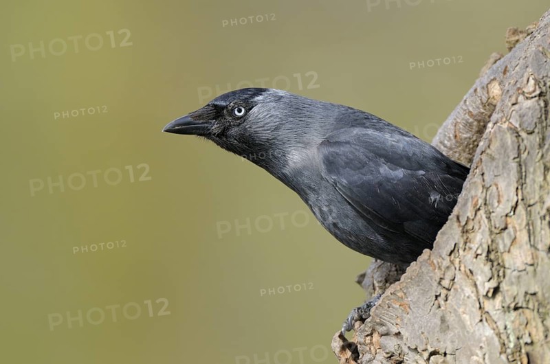 Dohle (Corvus monedula), Jackdaw, Altvogel schaut aus der Nisthoehle, beim Nestbau, April, Borken, Muensterland, Nordrhein-Westfalen, Deutschland