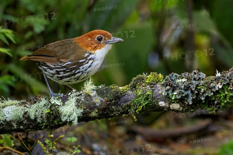 Chestnut-crowned Antpitta (Grallaria ruficapillas) perched on a branch in the Andes Mountains of Colombia