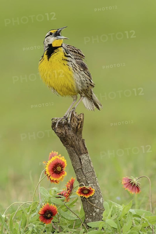 Eastern Meadowlark (Sturnella magna) male singing, Texas, USA