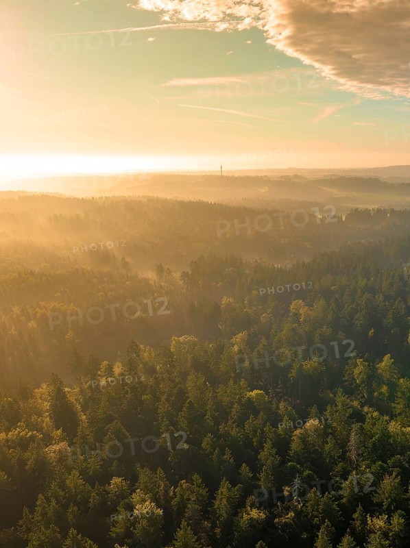 Forest panorama at sunset, golden light mood, tree planting campaign, forest bike Calw, Calw district, Black Forest, Germany