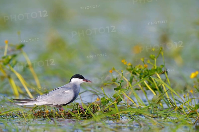 White-bearded Tern, White-bearded Tern, (Chlidonias hybridus), (Chlidonias hybrida), family of Marsh Terns, biotope, habitat, foraging, standing in water, East Khawr Khawr Ad Dahariz, Salalah, Dhofar, Oman