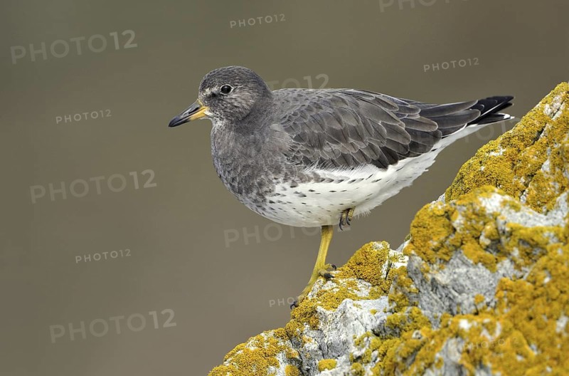 Surfbird (Calidris virgata), British Columbia, Canada