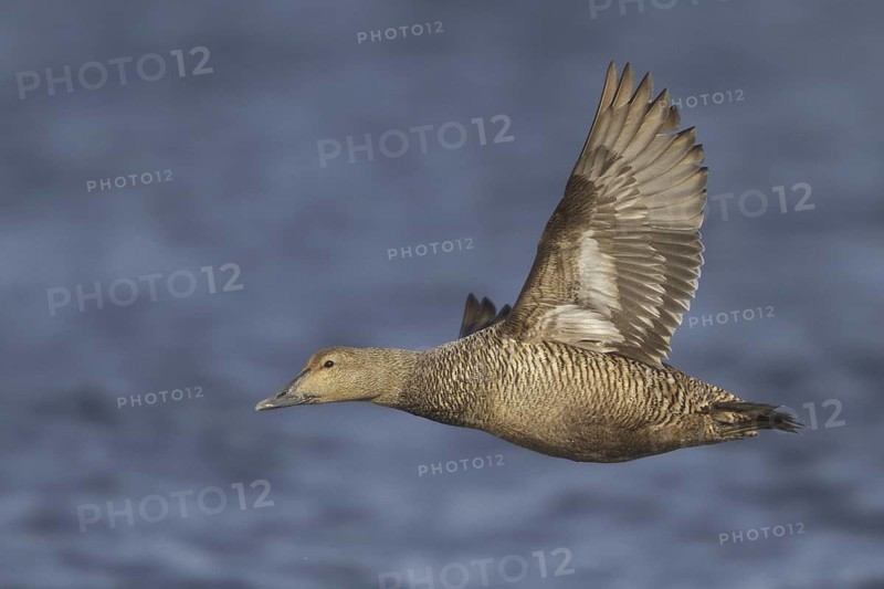 Common Eider (Somateria mollissima) female flying, Manitoba, Canada