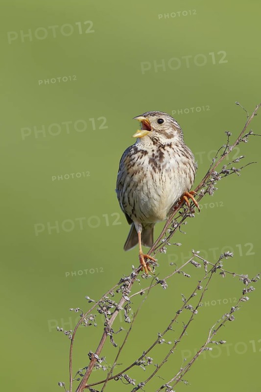 Corn Bunting (Emberiza calandra) singing, Merseyside, United Kingdom