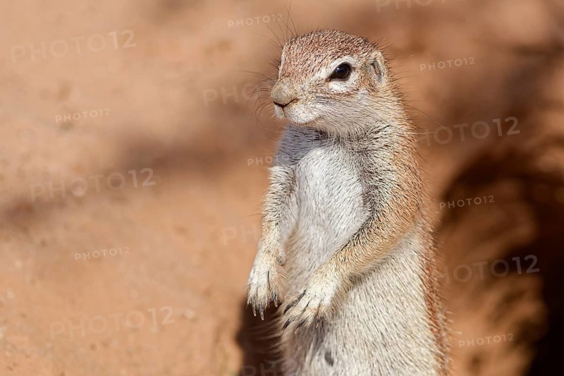 Cape ground squirrel (Xerus inauris), adult animal, standing upright at the burrow entrance, looking out, alert, animal portrait, Kgalagadi Transfrontier Park, Northern Cape, South Africa