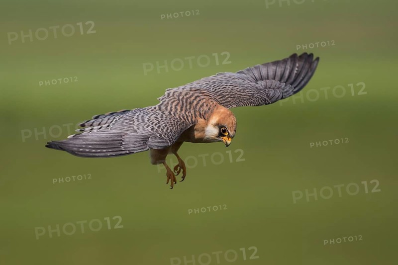 Red-footed Falcon (Falco vespertinus) female flying, Subotica, Serbia