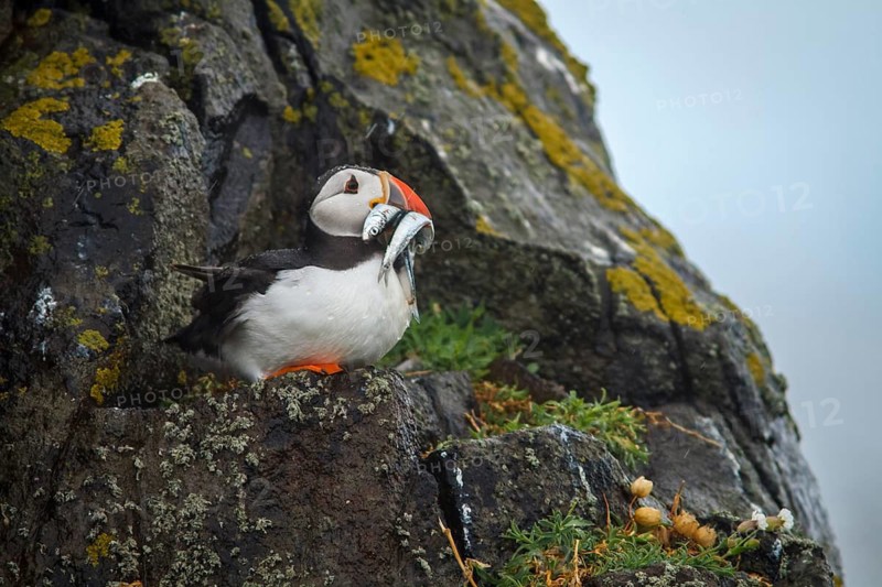 Atlantic Puffin (Fratercula arctica), adult under the rain with sandlees on beak, Isle of May, Scotland, United Kingdom