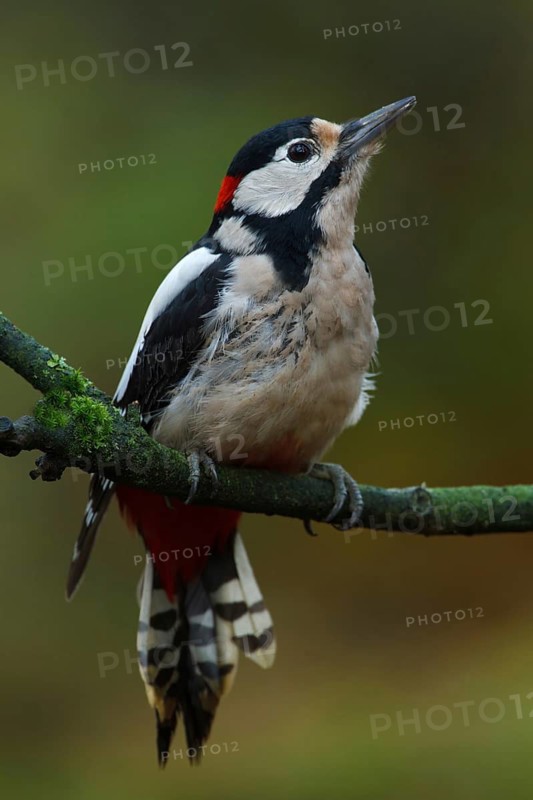 Great Spotted Woodpecker (Dendrocopos major) male, Utrecht, Netherlands
