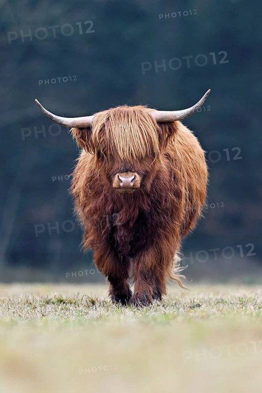 Highland cattle (Bos taurus), adult animal eating grass in a meadow, Switzerland