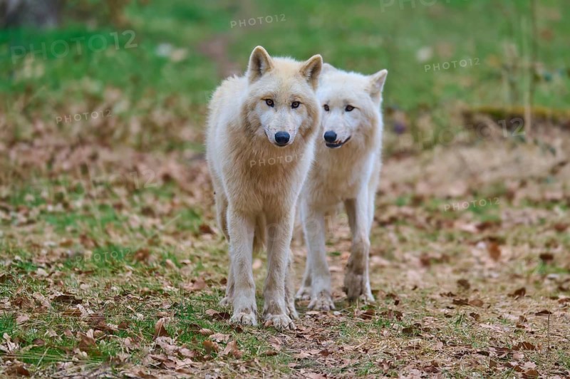 Two white wolves stand in the grass. The surroundings are autumnal with green grass and brown leaves, Arctic wolf (Canis lupus arctos), Germany