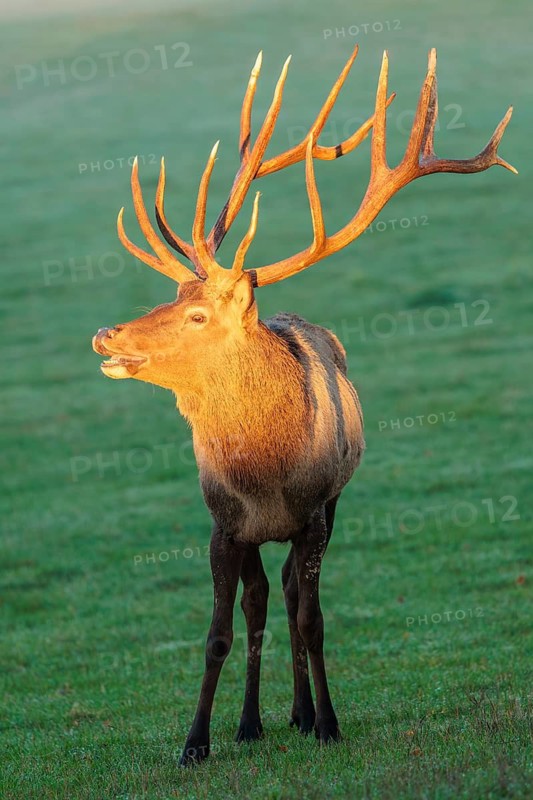 Frontal portrait of an Altai maral stag (Cervus canadensis sibiricus) standing in a meadow in the first light of day. Its face, antlers and upper body are illuminated by this beautiful, warm light