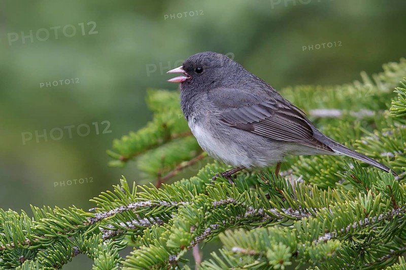 Dark Eyed Junco (Junco hyemalis) perched in a tree near Churchill, Manitoba, Canada