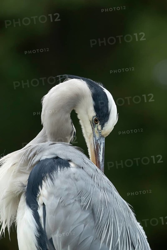 Grey heron (Ardea cinerea) adult bird preening its feathers, England, United Kingdom