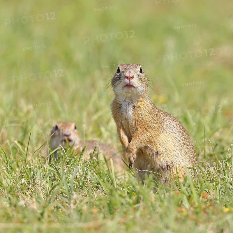 European ground squirrel (Spermophilus citellus) in a meadow, Burgenland Austria