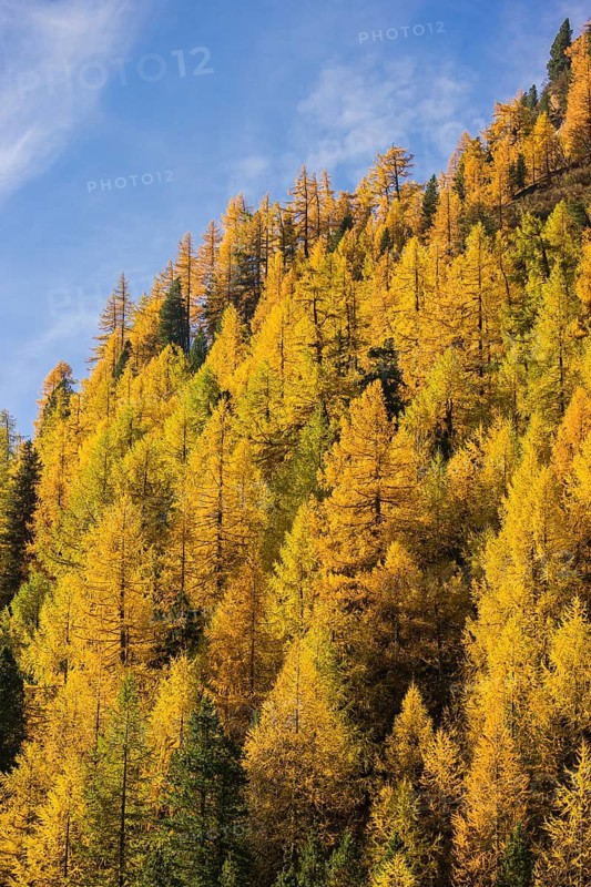 Fall foliage seen from the Malta Hochalm road. Carithia, Austria
