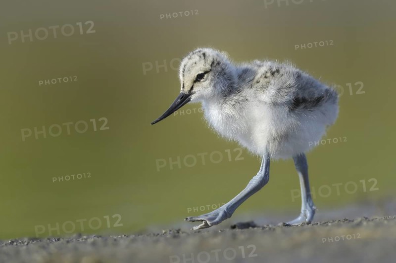 Pied Avocet (Recurvirostra avosetta) juvenile, Texel, Netherlands
