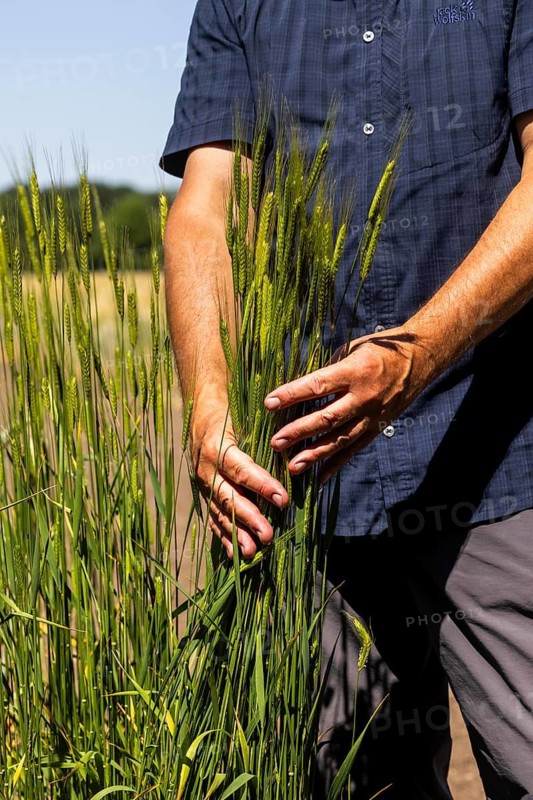 Experimental field with einkorn wheat (Triticum monococcum) at the Leibniz Institute of Plant Genetics and Crop Plant Research IPK Gatersleben, Seeland, Saxony-Anhalt, Germany