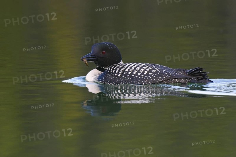 Great Northern Loon (Gavia immer), Alberta, Canada