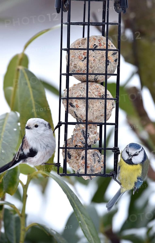 Long-tailed Tit, (Aegithalos caudatus) and Blue Tit, (Cyanistes caeruleus) eat tit dumplings in winter, Schleswig-Holstein, Germany
