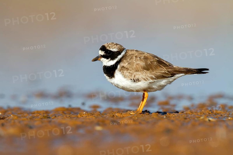 Common Ringed Plover (Charadrius hiaticula), Castile-La Mancha, Spain