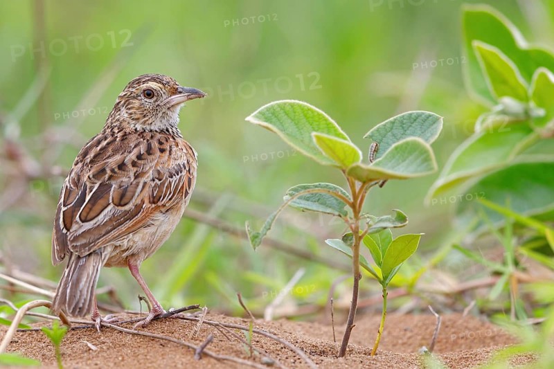 Sabot lark, (Calendulauda sabot), songbird, Africa, South Africa, KwaZulu-Natal, iSimangaliso Wetland Park, St. Lucia, KwaZulu-Natal
