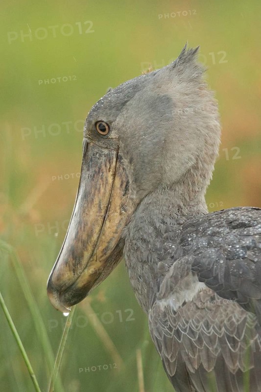 Shoebill (Balaeniceps rex), Murchinson Falls National Park, Uganda