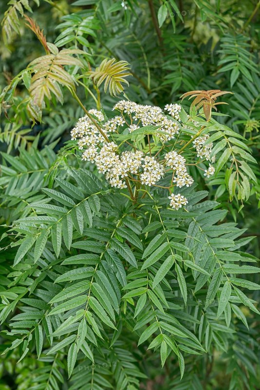 Mountain ash (Sorbus randaiensis)