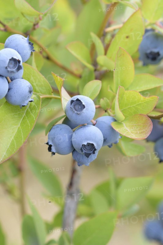 Blueberry (Vaccinium corymbosum 'Hortblue Poppins'), Bundessorteamt, Marquardt testing centre, Marquardt, Brandenburg, Germany