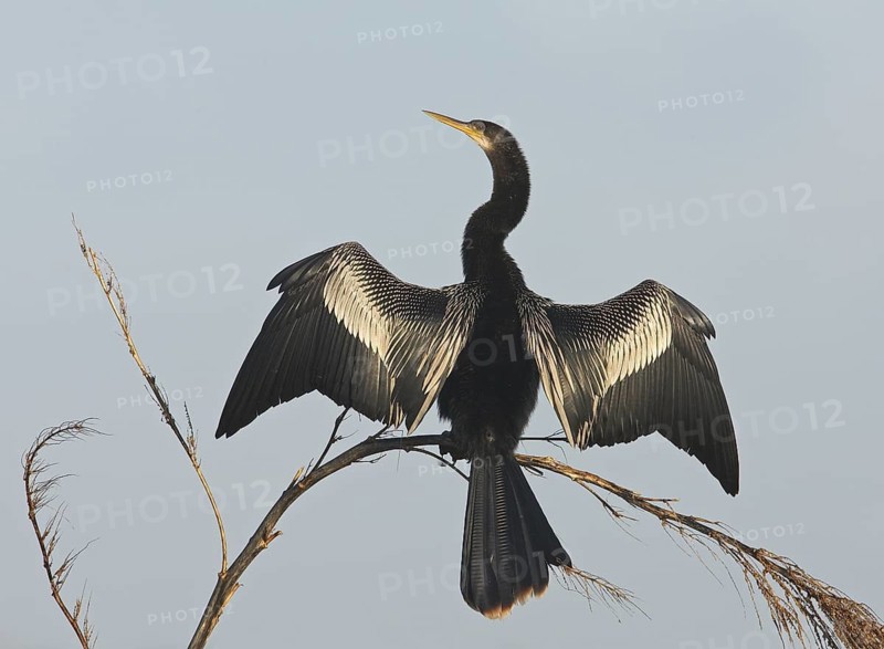 Anhinga (Anhinga anhinga), Florida, USA