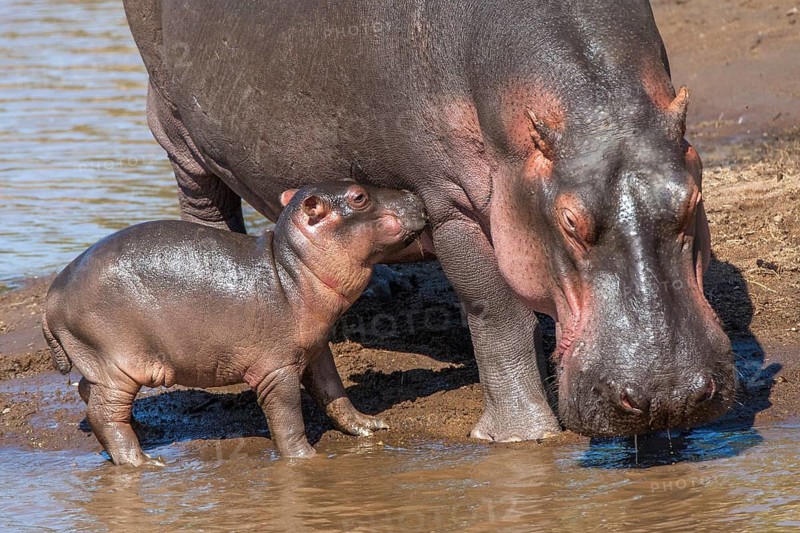 Hippopotamus with young, (Hippopotamus amphibius), hippo, hippo, Masai Mara, Kenya