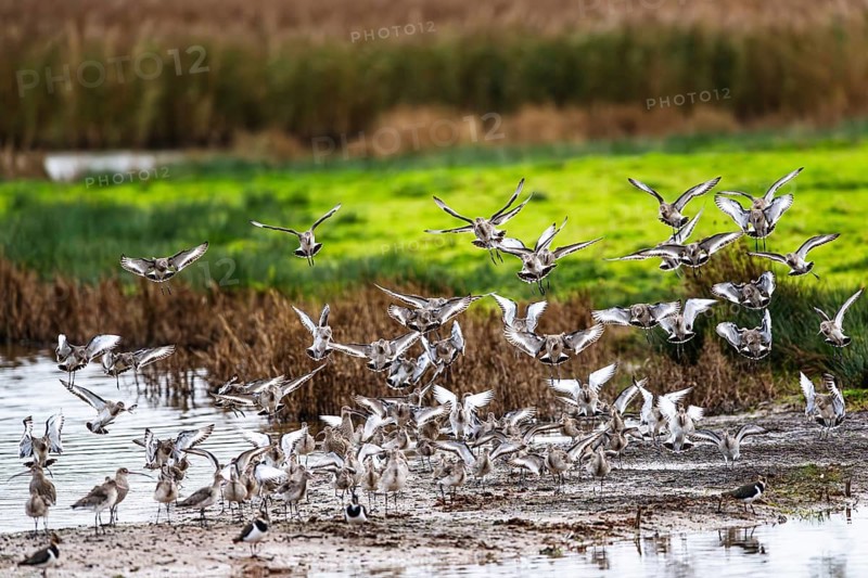 Black-tailed Godwits, Limosa limosa, birds in flight over marshes
