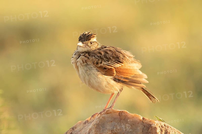 Rufous-naped Lark (Mirafra africana), Masai Mara, Kenya
