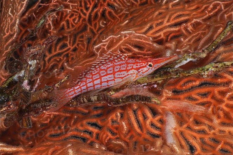 Long-snouted coral guard (Oxycirrhites typus)