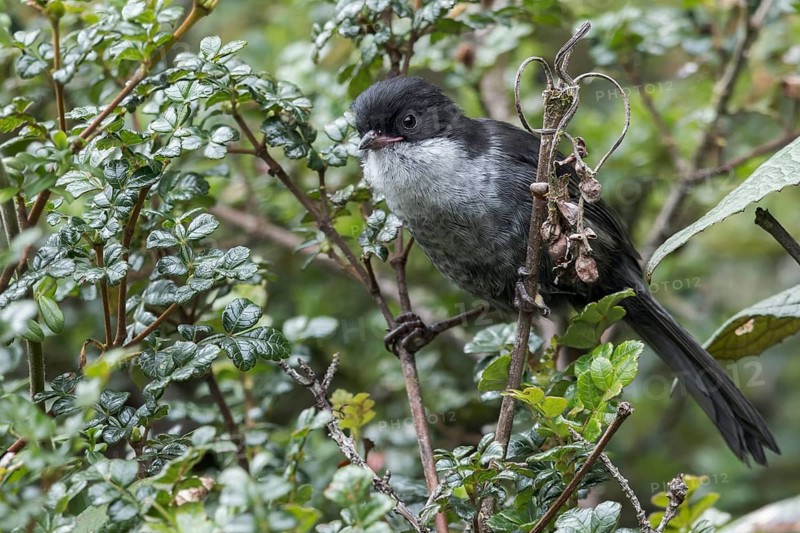 Black-backed Bush Tanager (Urothraupis stolzmanni) perched on a branch in the Andes Mountains in Ecuador