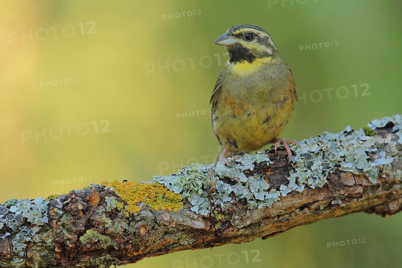 Cirl Bunting (Emberiza cirlus), Andalusia, Spain