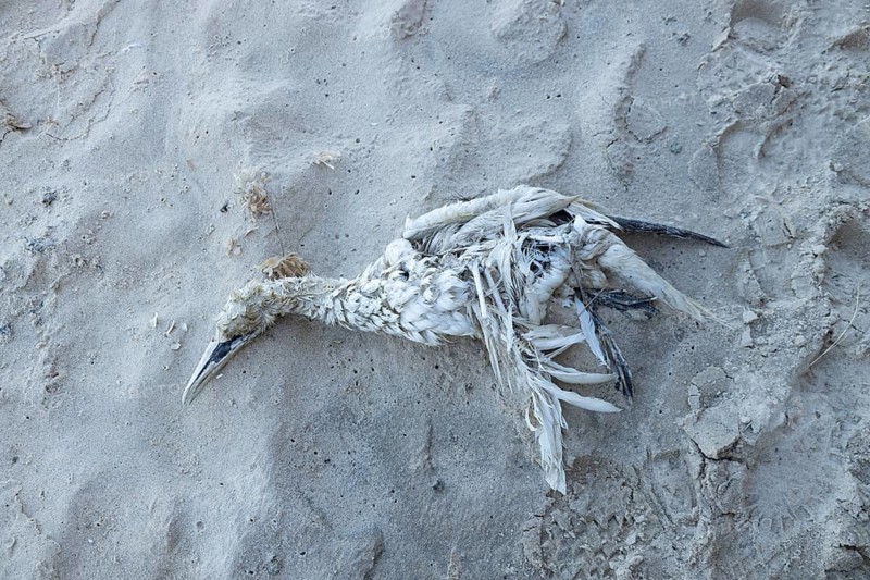 Northern gannet (Morus bassanus) adult seabird bird dead on a beach, Suffolk, England, United Kingdom